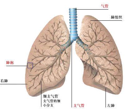 宫外孕早期的特征