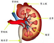 肾细胞癌病因