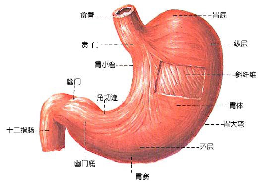 无痛引产的预防